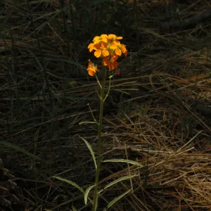 Erysimum capitatum