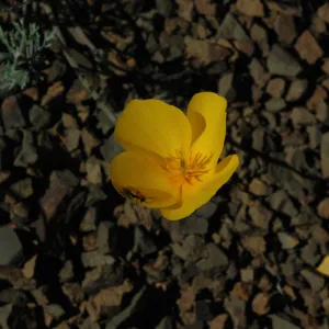 Eschscholtzia caespitosa