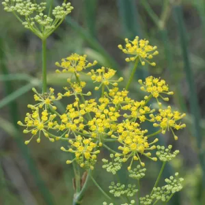 Foeniculum vulgare