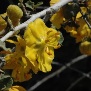 Fremontodendron californicum