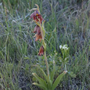 Fritillaria biflora