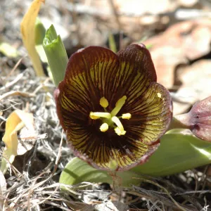 Fritillaria biflora
