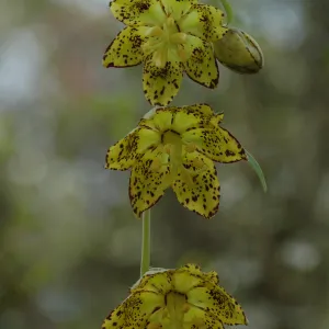 Fritillaria ojaiensis