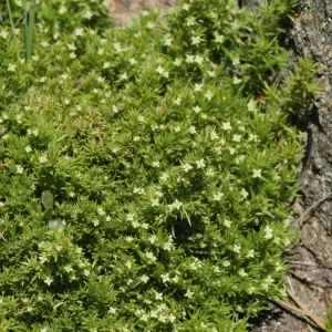 Galium andrewsii ssp. andrewsii