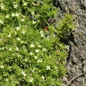 Galium andrewsii ssp. andrewsii