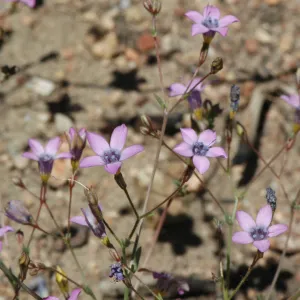 Gilia ochroleuca