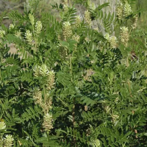 Glycyrrhiza lepidota