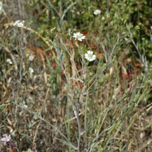 Hemizonia congesta subsp. luzuilfolia