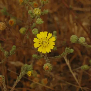 Hemizonia increscens subsp. increscens