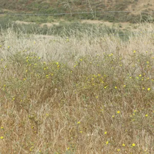 Hemizonia increscens subsp. increscens