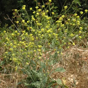 Hirschfeldia incana