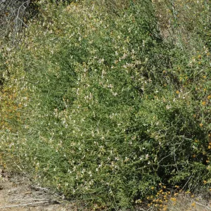 Keckiella breviflora