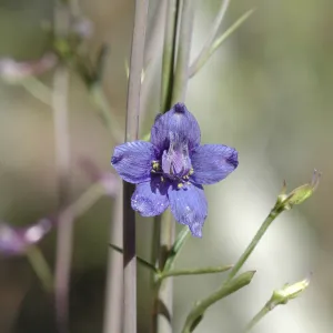 Lobelia dunnii v. serrata