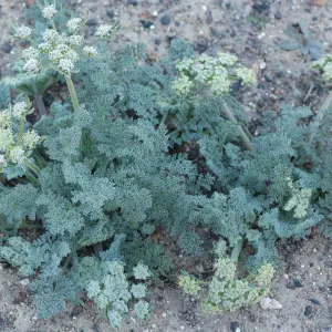 Lomatium