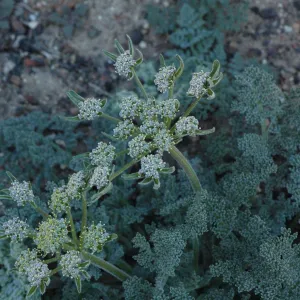 Lomatium
