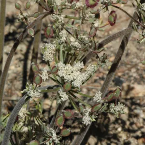 Lomatium macrocarpum