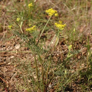 Lomatium macrocarpum