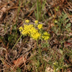 Lomatium macrocarpum