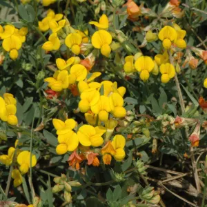 Lotus corniculatus