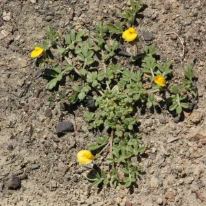 Lotus strigosus