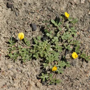 Lotus strigosus