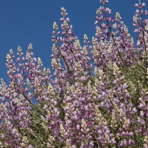 Lupinus albifrons