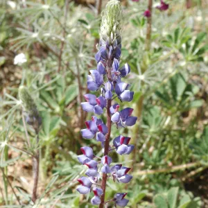 Lupinus benthamii