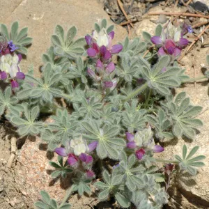 Lupinus concinnus