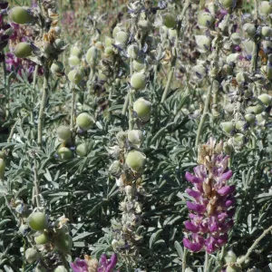 Lupinus formosus
