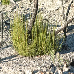 Adenostoma fasciculatum strump sprouts after Tea Fire