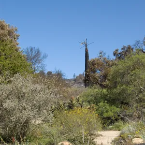 Santa Barbara Botanic Garden after the Jesusita Fire