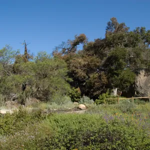Santa Barbara Botanic Garden after the Jesusita Fire
