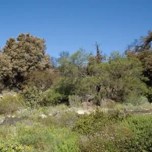 Santa Barbara Botanic Garden after the Jesusita Fire
