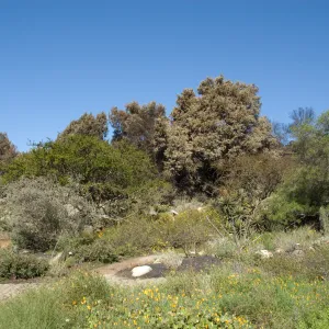 Santa Barbara Botanic Garden after the Jesusita Fire