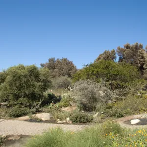 Santa Barbara Botanic Garden after the Jesusita Fire