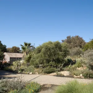 Santa Barbara Botanic Garden after the Jesusita Fire