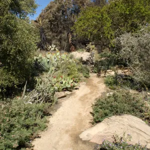Desert Section, Santa Barbara Botanic Garden after the Jesusita Fire