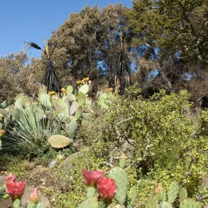 Santa Barbara Botanic Garden after the Jesusita Fire