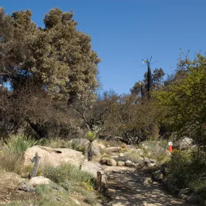 Desert Section, Santa Barbara Botanic Garden after the Jesusita Fire