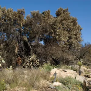 Desert Section, Santa Barbara Botanic Garden after the Jesusita Fire