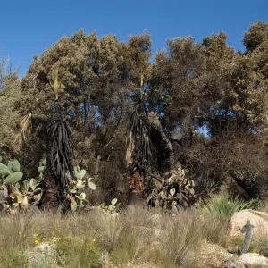 Desert Section, Santa Barbara Botanic Garden after the Jesusita Fire
