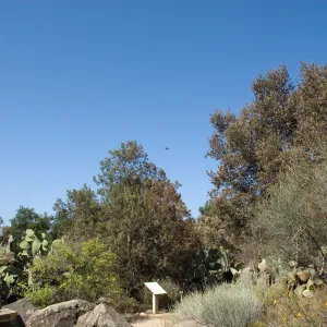 Desert Section, Santa Barbara Botanic Garden after the Jesusita Fire