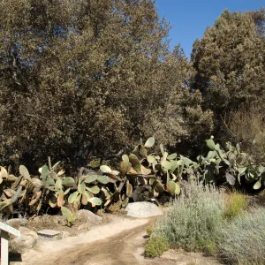 Desert Section, Santa Barbara Botanic Garden after the Jesusita Fire