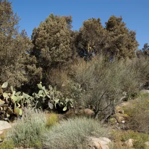 Desert Section, Santa Barbara Botanic Garden after the Jesusita Fire
