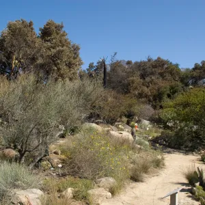Desert Section, Santa Barbara Botanic Garden after the Jesusita Fire