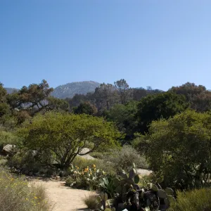 Desert Section, Santa Barbara Botanic Garden after the Jesusita Fire