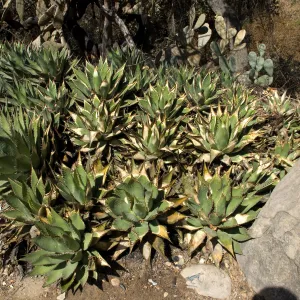 Desert Section, Santa Barbara Botanic Garden after the Jesusita Fire