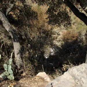 Santa Barbara Botanic Garden after the Jesusita Fire