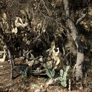 Desert Section, Santa Barbara Botanic Garden after the Jesusita Fire