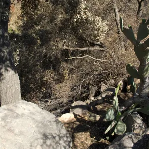 Desert Section, Santa Barbara Botanic Garden after the Jesusita Fire